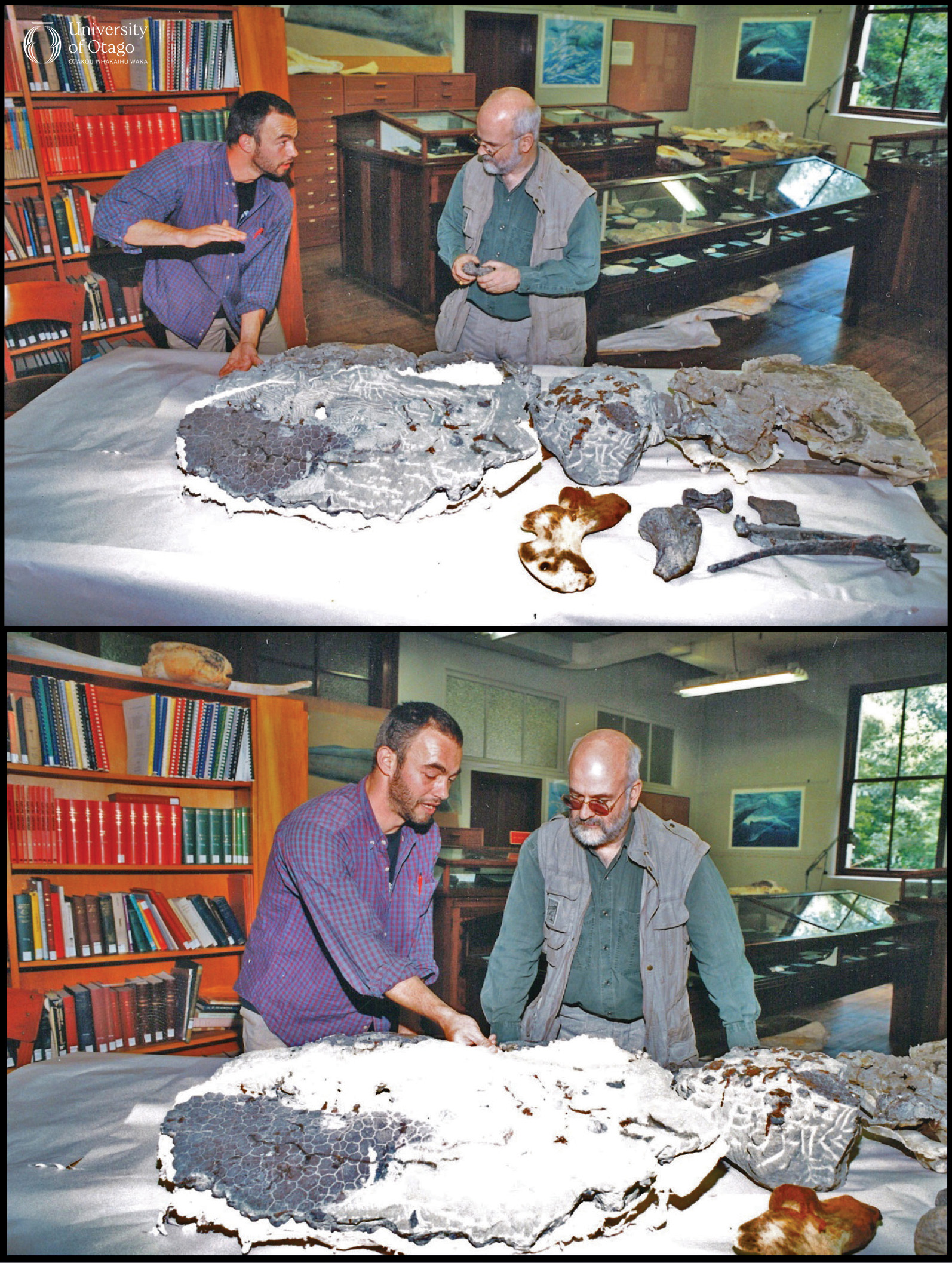 The figure consists of two images showing author Sir Terry Pratchett visiting the Otago University Geology Museum to see a fossil turtle named after him. In both images, Richard Köhler and Terry Pratchett are standing in a room filled with bookshelves and display cases, examining a large fossil turtle on a table while Richard Köhler describes the fossil to Terry Pratchett. In the topmost of the two images Richard Köhler is indicating the size of an object while Terry Pratchett looks on. In the bottom image both Richard Köhler and Terry Pratchett are looking at the fossil with Richard Köhler pointing at it.