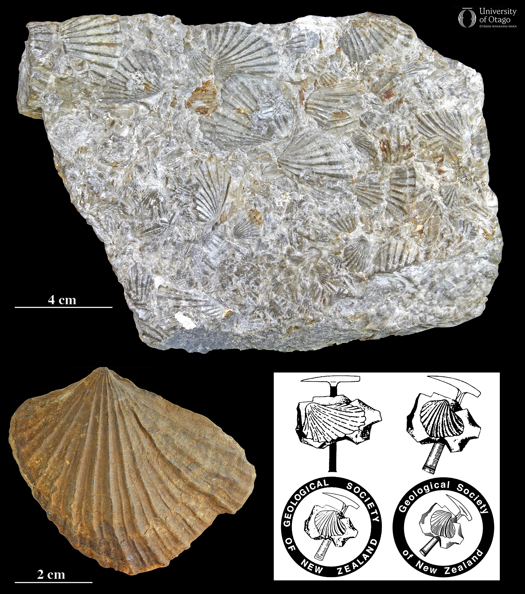 The figure is divided into a top section with one image and a bottom section with two images. The image in the top section shows a close-up view of a rock slab that is approximately 16 centimetres wide and 12 centimetres tall. The rock slab is densely packed with numerous fossil shells that are all from the species Monotis intermedia. At a casual glance, the shells look a modern scallop shell with strong ridges. The shells are overlapping and tightly clustered, creating a textured surface. The image in the bottom left section shows a detailed view of a single Monotis subcircularis shell. The shell is triangular to oval-shaped with visible ridges. A scale bar next to the shell indicates that the shell is is around six centimetres wide. The image in the bottom right shows four former logos of the Geological Society of New Zealand. Each logo features an illustration of a Monotis shell embedded in a block of sandstone. A geology hammer is depicted behind to the sandstone block in each version of the logo.