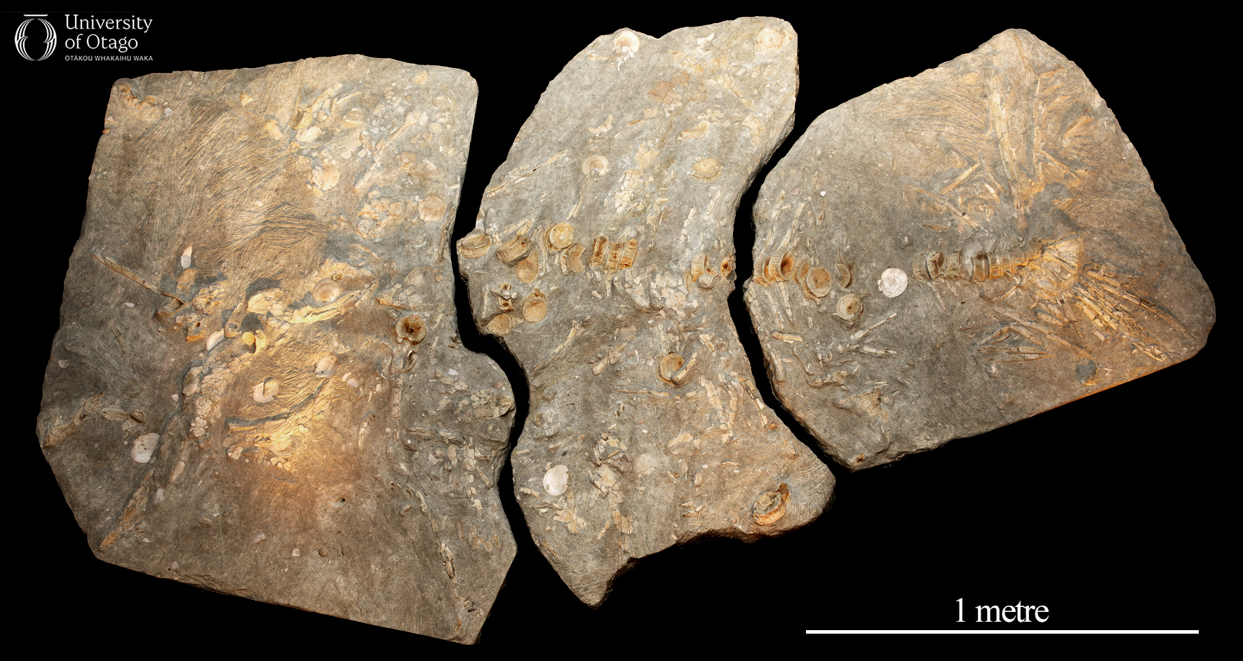 The image is a photograph of fossilized bones from the giant moonfish Megalampris keyesi, which has the specimen number OU 22268. The bones are laid out on a black surface, and the scale bar indicates that the fossil is more than a metre wide and several metres long.