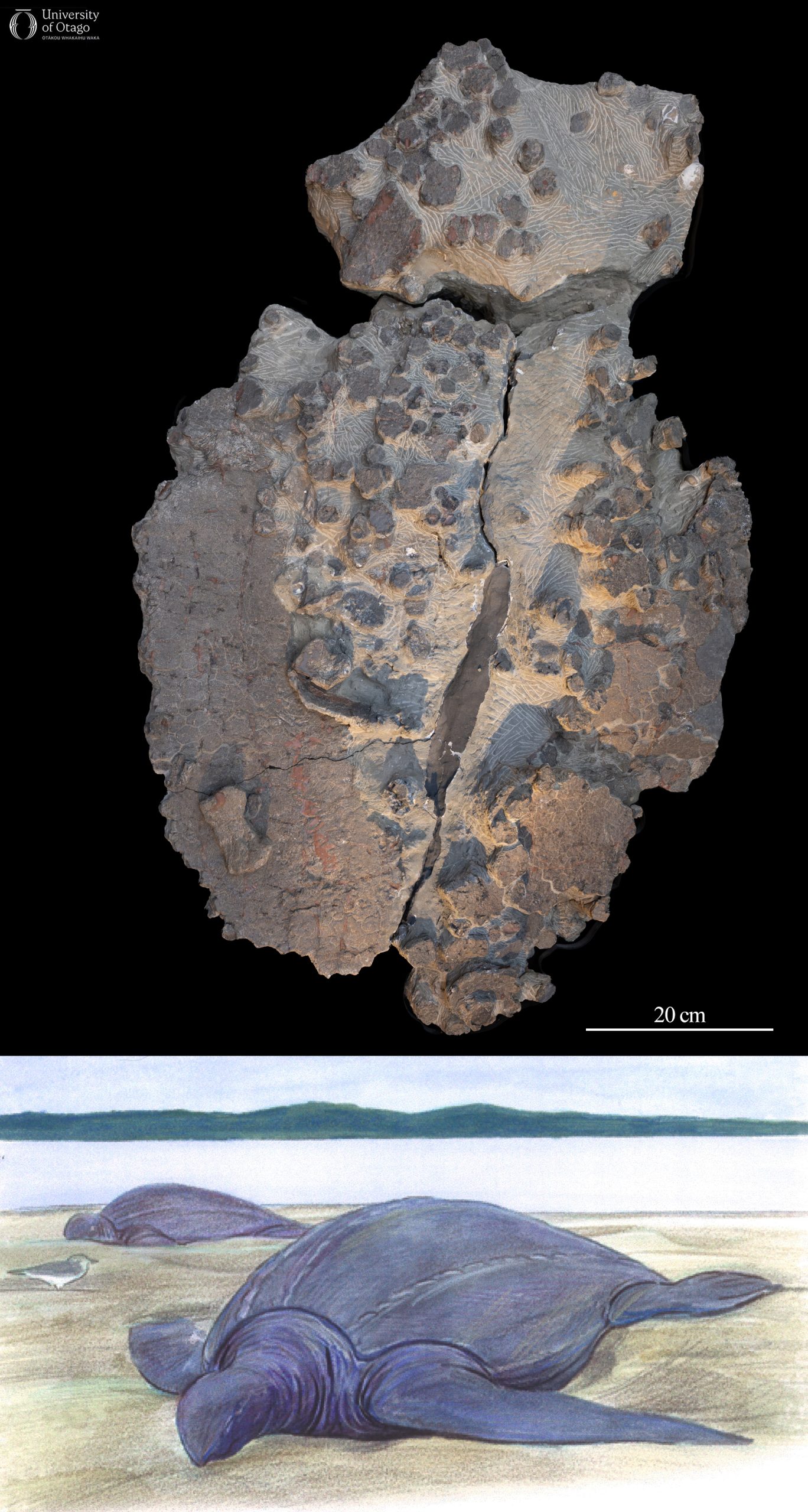 The figure consists of two parts. The upper part is a photograph of fossilized bones from the giant marine turtle Psephophorus terrypratchetti, which has the specimen number OU 22177. The bones are laid out on a black surface, and the scale bar indicates that the fossil is approximately half a metre wide and several metres long. The lower part is an artistic illustration of what this turtle might have looked like when it was alive, showing a large, smooth-backed turtle. In this image there are two such turtles on sand with water and hills in the background.