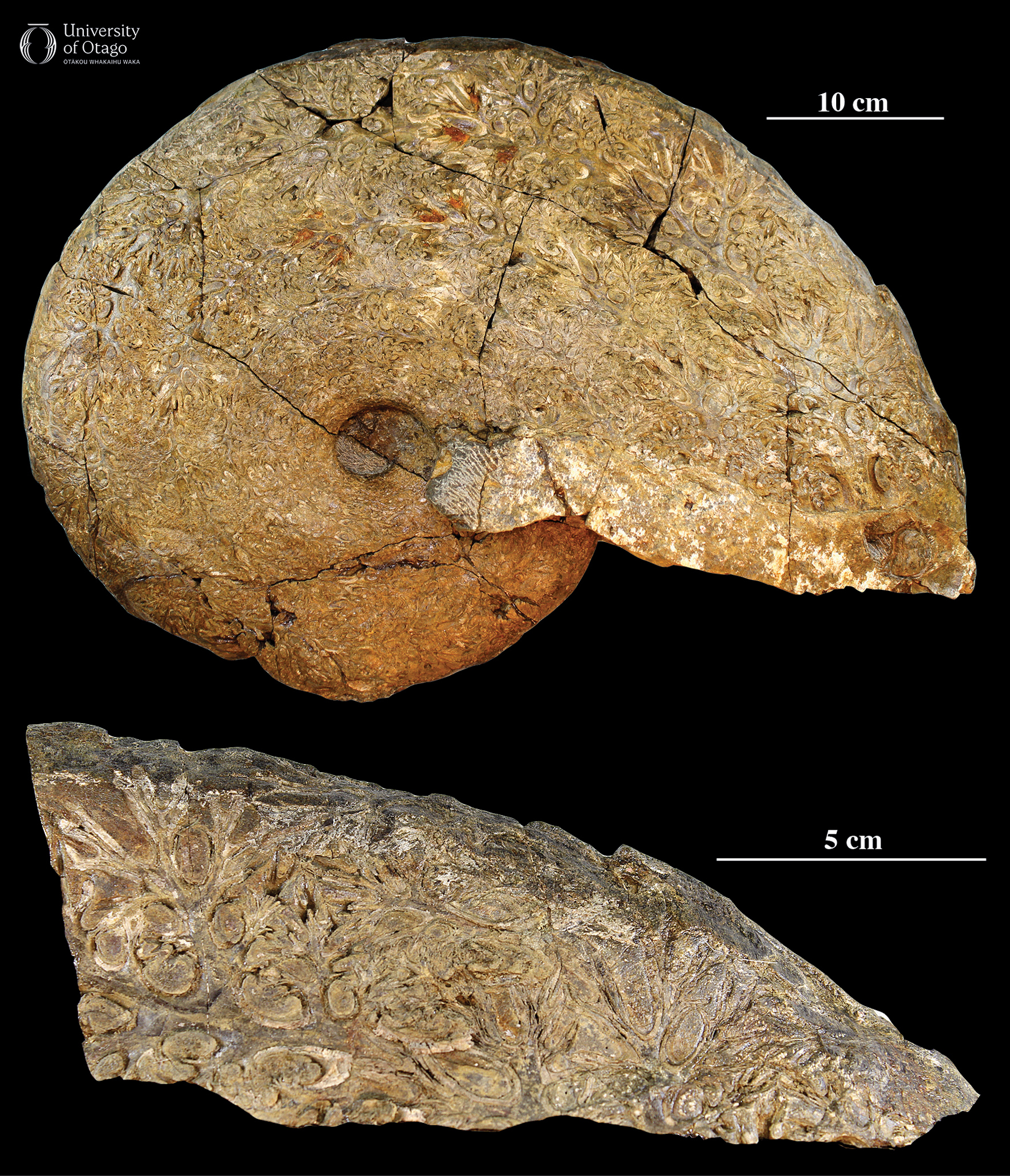 The figure shows a natural mould of the shell from an unidentified ammonoid fossil. The specimen ID number for the fossil is OU48255. The fossil has a sandy brown surface. The shell exhibits a spiral shape with visible and grooves typical of ammonoid shells. The grooves have a tree-like structure. The fossil is around 60 centimetres long.