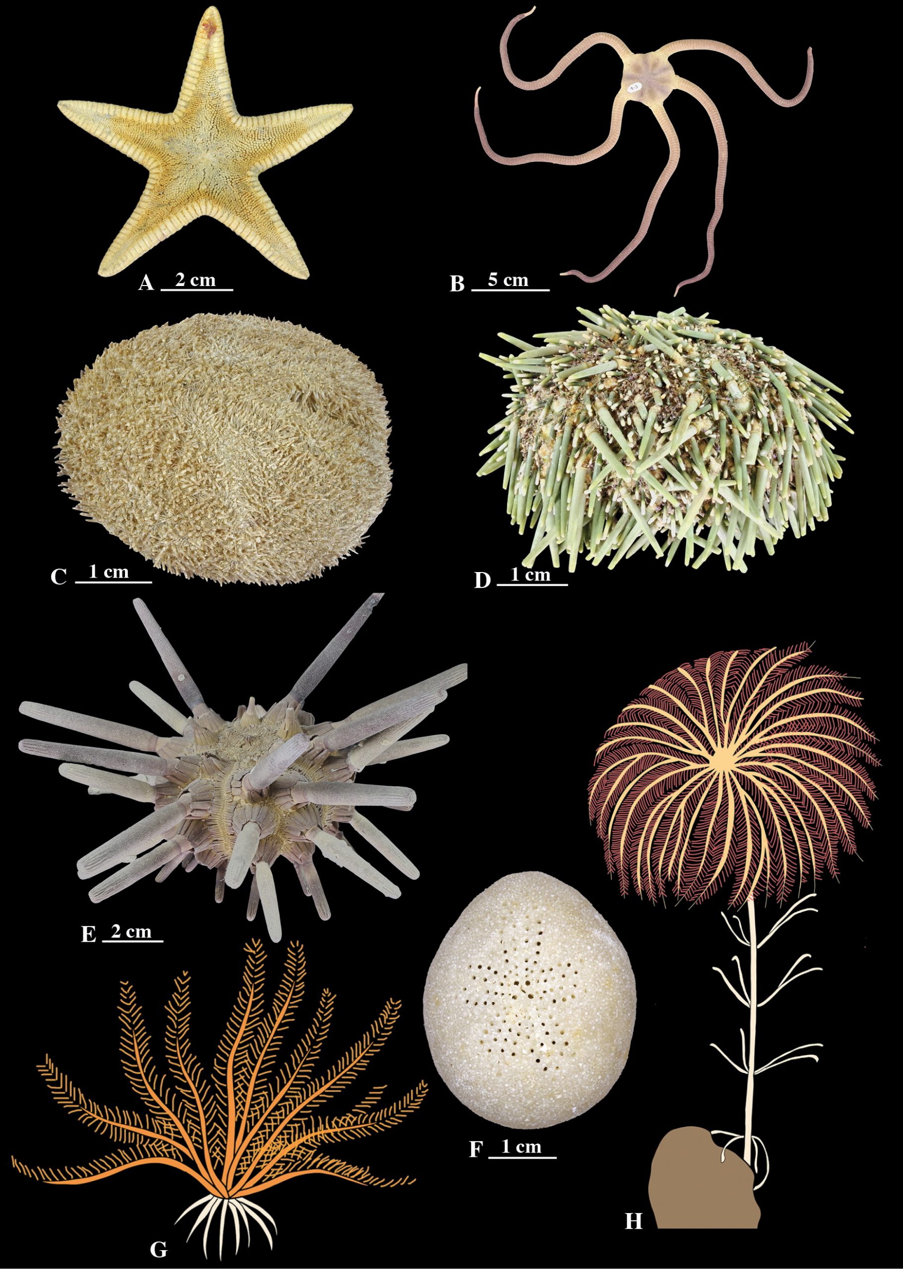 Different kinds of echinoderm