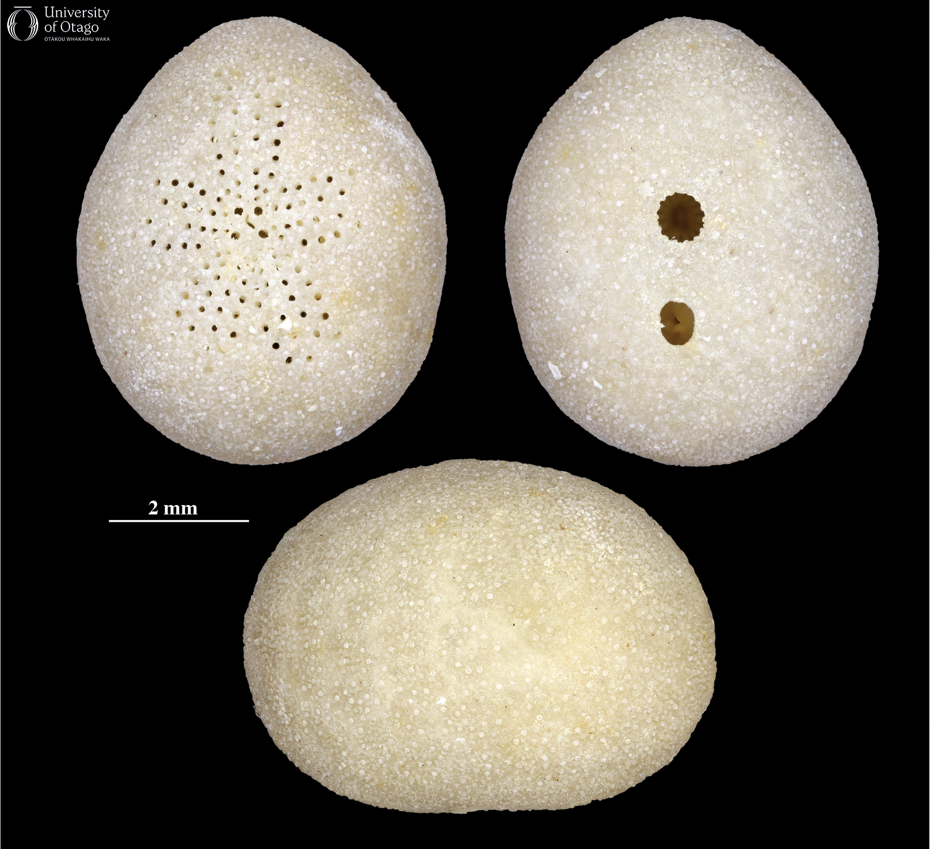 Three views of the fossil echinoderm Fibularia.