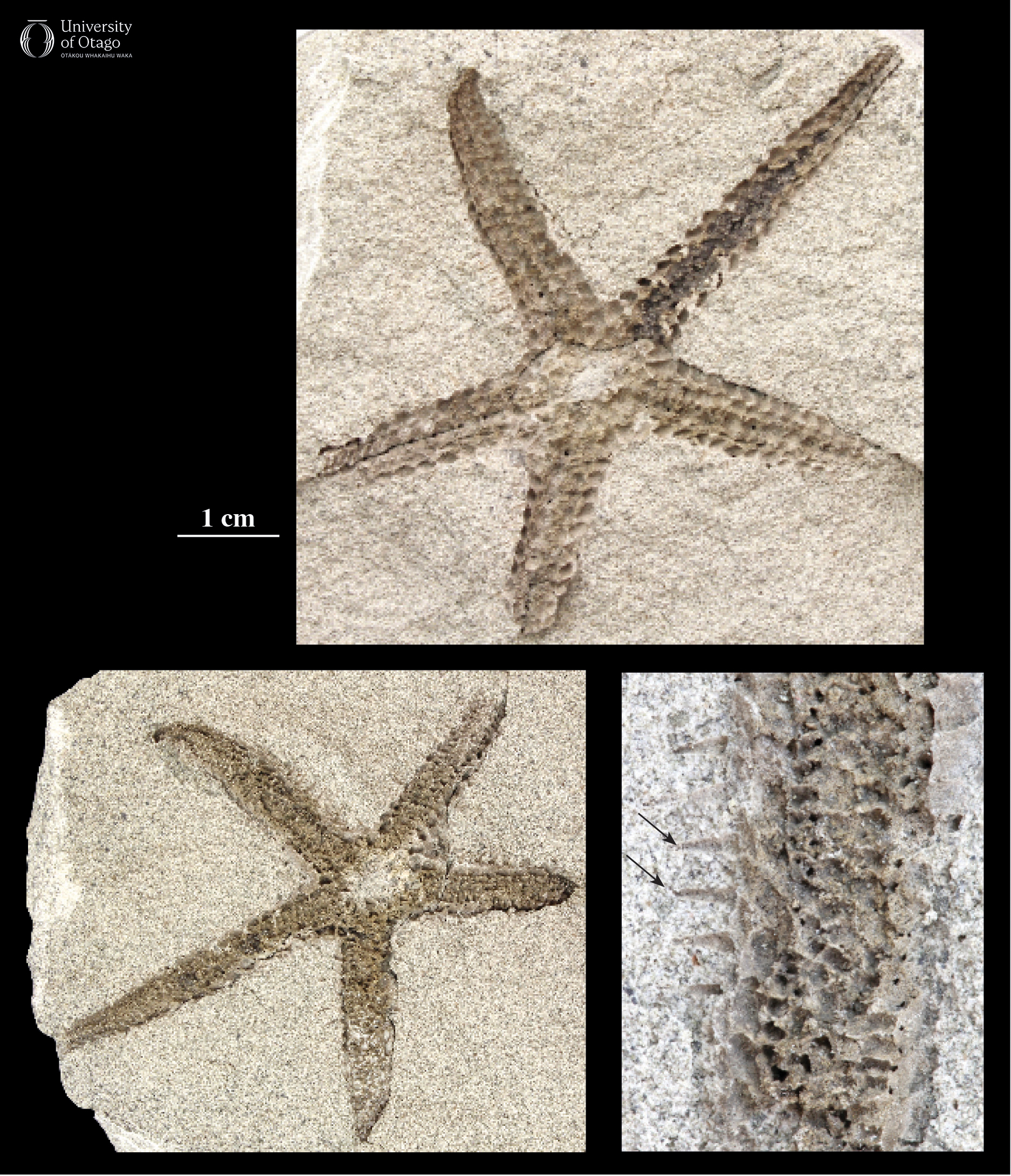 An unnamed species of fossil starfish from the Catlins area of New Zealand.