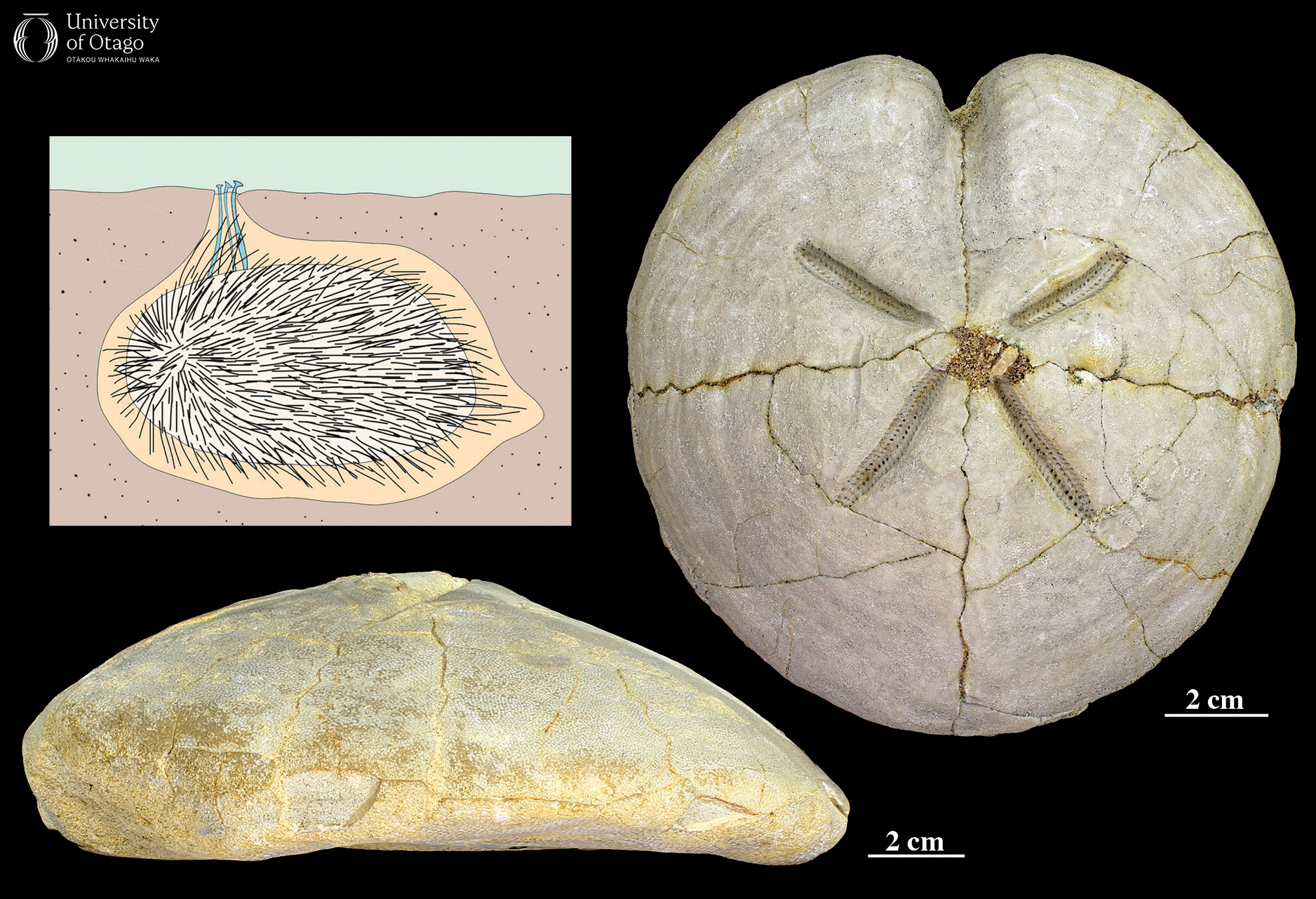 Two images of the spatangoid echinoderm Pericosmus crawfordi and an inset illustration of a generic heart urchin.