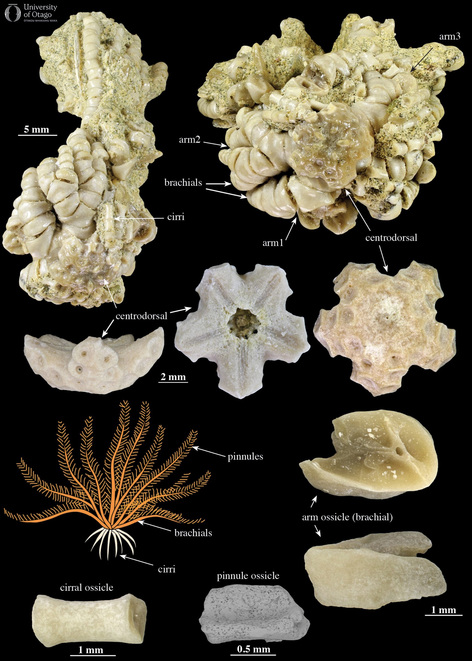 A multiple part image of the fossil feather star Rautangaroa aotearoa