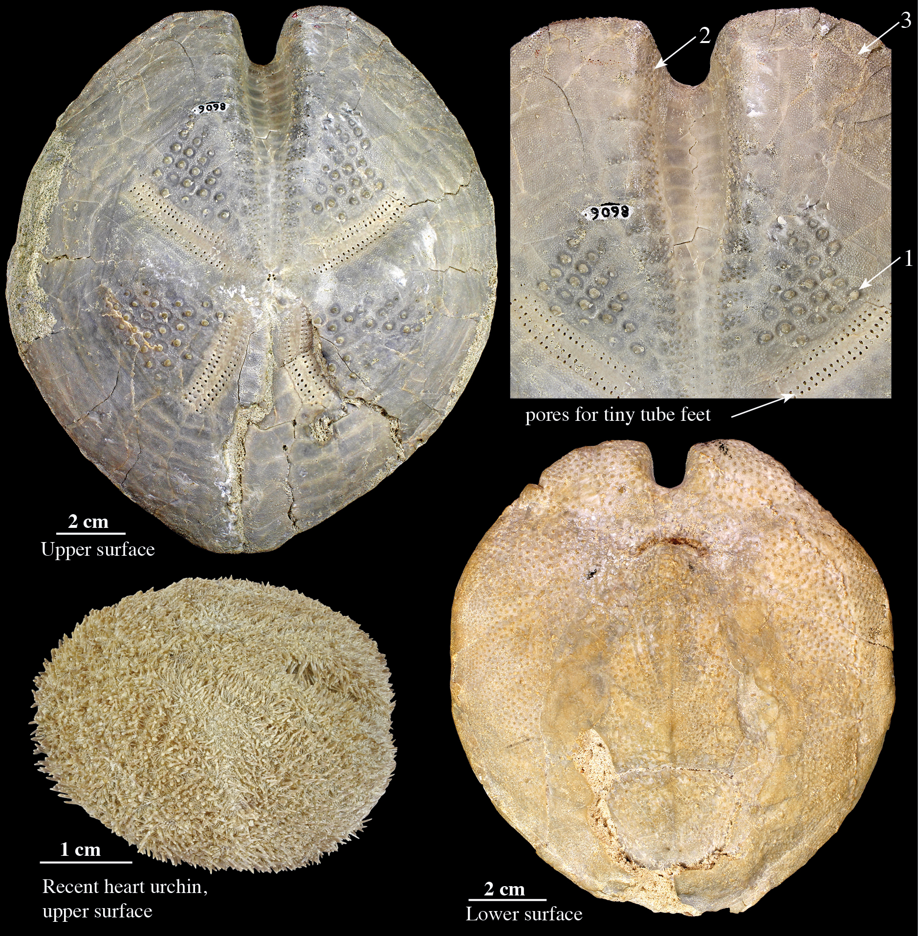 Images for the fossil echinoderm Taimanawa greyi.