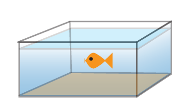 fish in fish tank