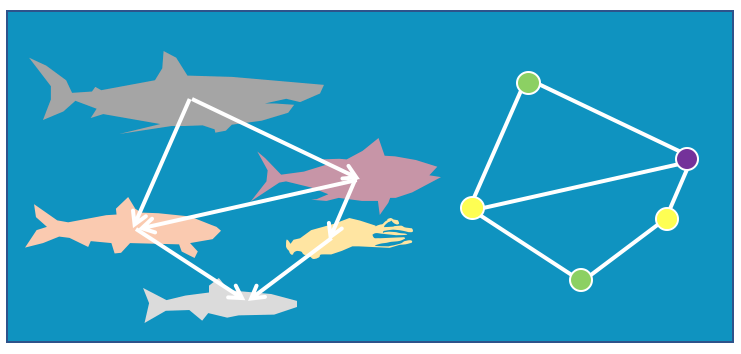 marine animals in a network