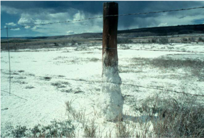 Close-up photograph of the lower part of a fence post, and surrounding soil and vegetation, covered in white salt.