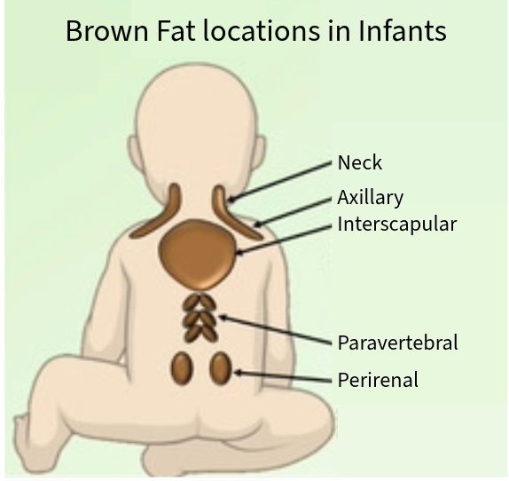 Location of brown fat in infants is found in deposits at the neck, axillary, interscapular, paravertebral and perirenal locations.