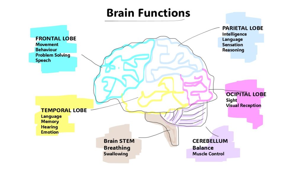 Brain functions diagram showing positions and functions of different parts of the brain