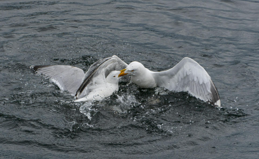 Two seagulls squabbling