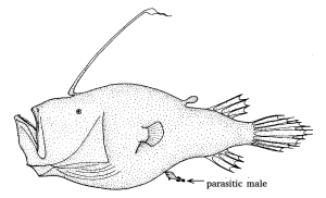 Line drawing of very large female and very small parasitic male triplewart seadevil