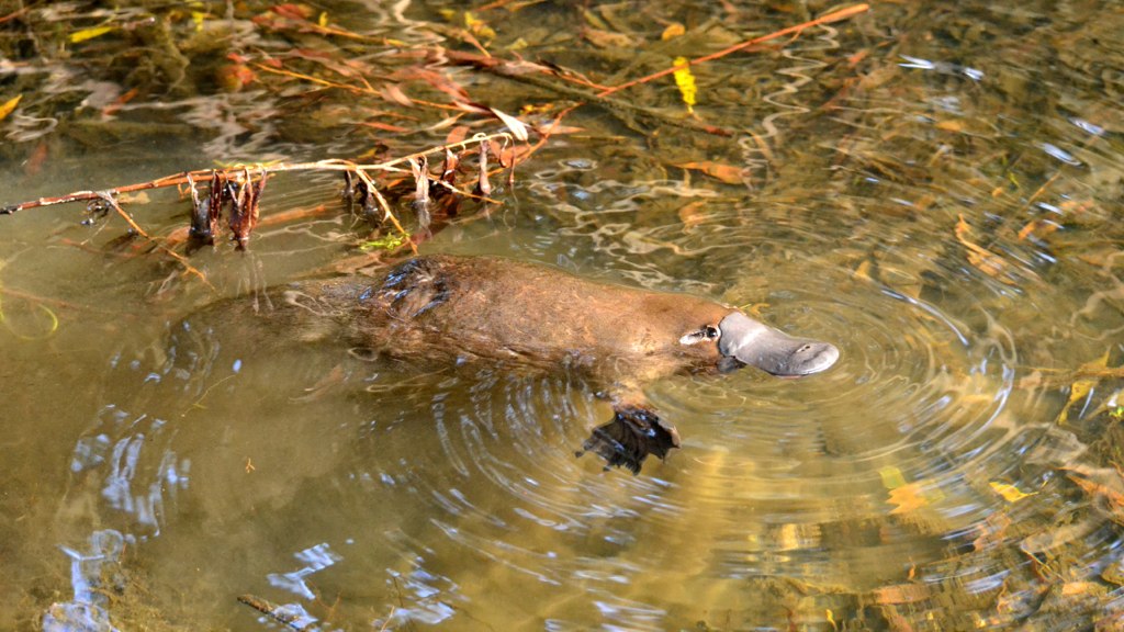 A platypus swimming in a stream in a natural bush setting.