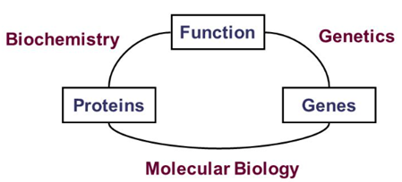 Relationship between biochemistry, genetics and molecualr biology. Biochemistry is about understanding protein funtion while genetics is about understanding gene function. Molecular biology is at the nexus of thses two and is about understanding how genes and proteins function together.
