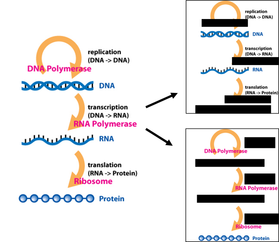Diagram of the central dogma showing that without an overall understanding of proteins and nucleic acids together some of the process will not be comprehensible.