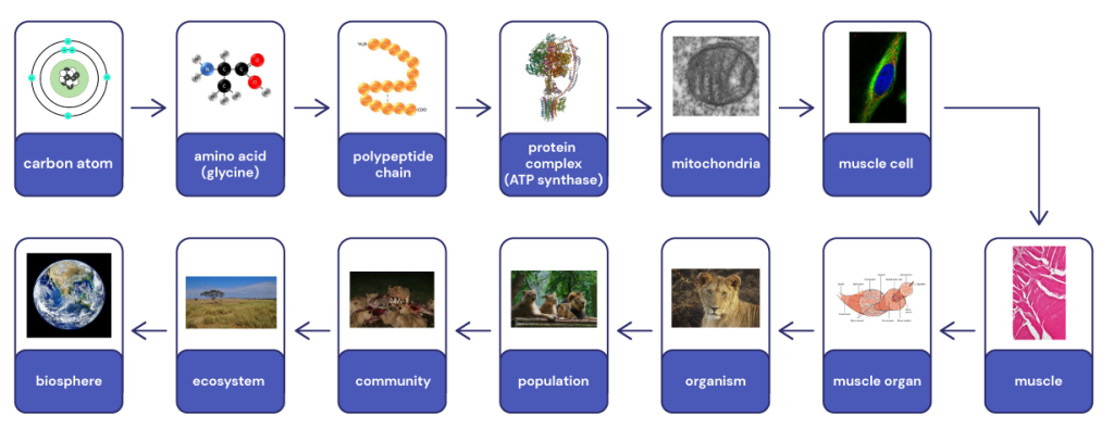 Images showing the hierachical organisation of life from atoms through to the biosphere. Images show oxygen atoms, two oxygen atoms forming the dioxide molecule, phospholipid, a Clara cell, epithelial tissue, a single lung, the lungs and trachea form the repiratory system, a lion, a pride of lions, lions and zebras, the African savannah, an image of the Earth.