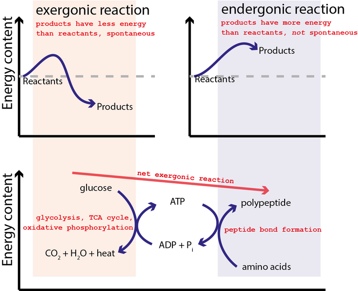 Graphs showing that in exergonic reactions the free energy of the reactants is greater than the products and that in endergonic reactions the free enrgy of the products is greater than the reactants. If the two reactions are coupled so the overall free energy of the reactants is greater than the products then the reaction can proceed.