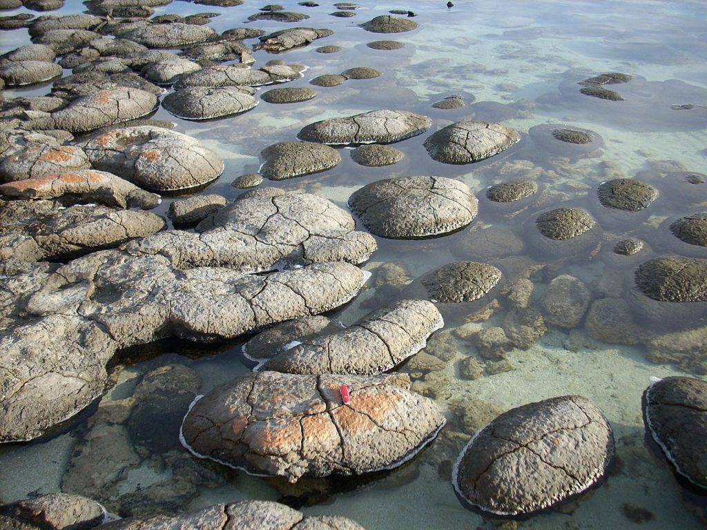 A photo of living stromatolites in an intertidal zone.