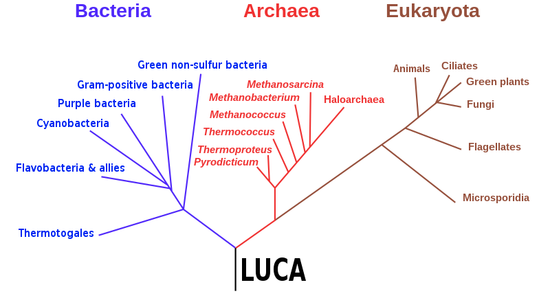A phylognetic tree showing the three domains of life: bacteria, archaea and eukaryota.