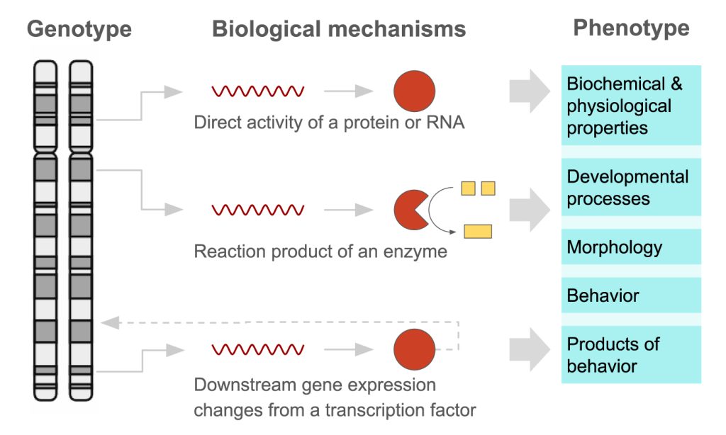 Schematic showing a chromosome containing many genes, which cause various biological mechanisms: produced protein or RNA has some direct function, an enzyme creates products that have some function, a transcription factor affects other genes that in turn have some function. These mechanisms result in the organism’s biochemical and physiological properties, developmental processes, morphology, behaviour and products of behaviour.