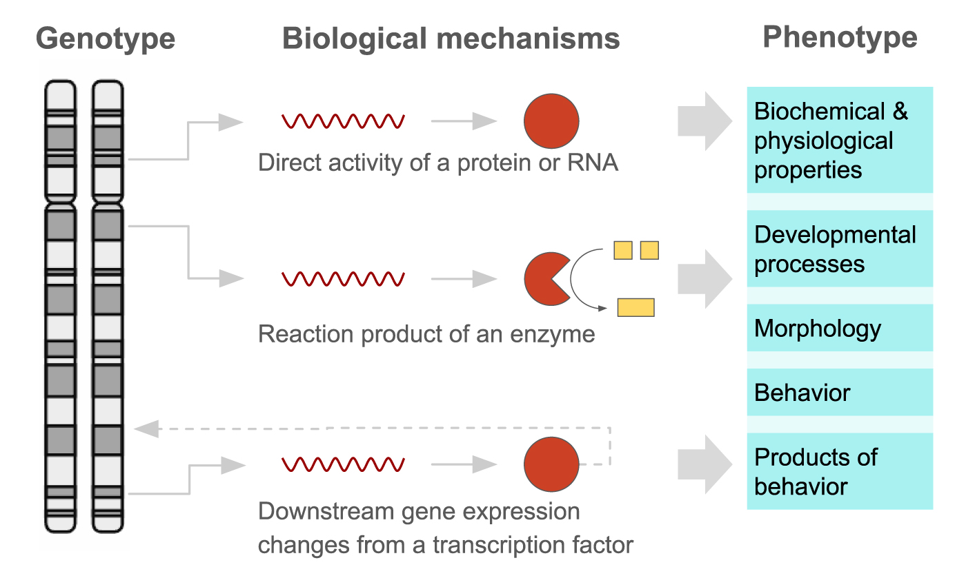 4.2 Genotype Vs Phenotype – Threshold Concepts In Biochemistry