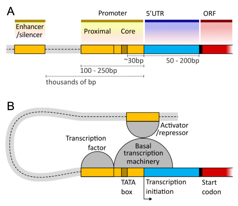 A colour-coded schematic of where enhancer/silencer, promoter and untranslated regions sit in comparison to the open reading frame of a gene. The promoter covers the region 100–250 base pairs upstream of the transcription initiation site and contains the TATA box, which is approximately 30 base pairs upstream of the transcription initiation site. Enhancers and silencers can be many thousands of base pairs further upstream. Around 50–200 base pairs downstream of transcription initiation is the start codon where the open reading frame begins. During transcription initiation, the basal transcription machinery binds the core promoter, transcription factors bind the proximal promoter and an activator/repressor binds the enhancer/silencer region, with the intervening DNA region bending back over to make physical contact with the basal transcription machinery