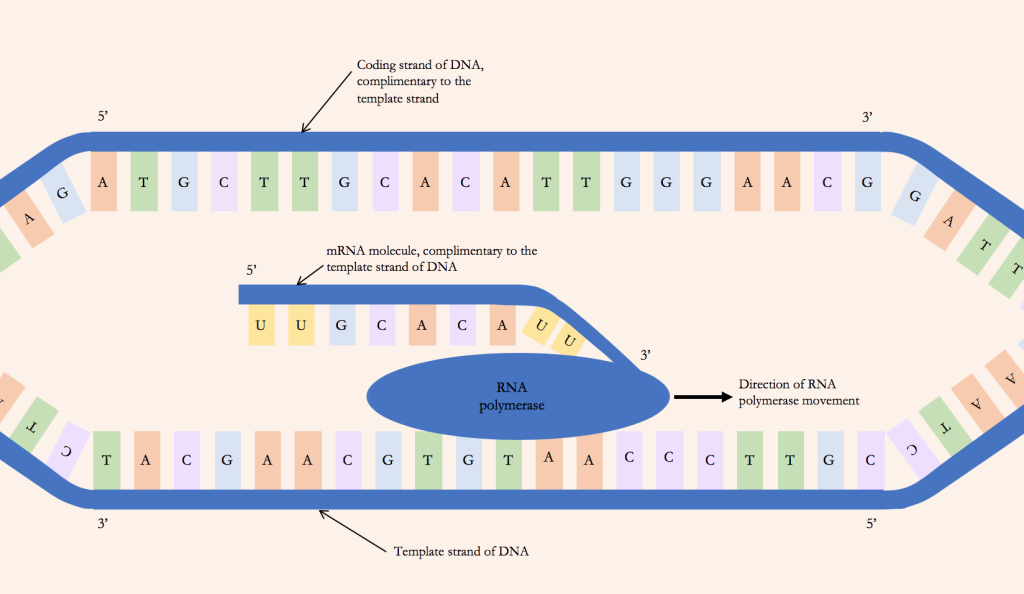 Displays the process of the template strand of DNA being transcribed by RNA polymerase to produce the complementarity mRNA molecule.