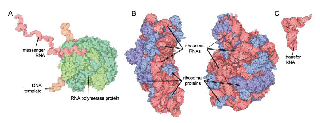 Space filling models of the molecular structures of different RNAs. A) An extended messenger RNA is produced out of a polymerase protein from a long DNA template. B) Many short ribosomal RNAs and ribosomal proteins combine into a precise ribosome structure. C) A transfer RNA folds alone into a complex shape.