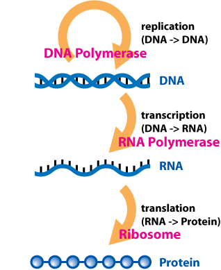 Alt text: An overview of the basic central dogma of molecular biochemistry. DNA is self-replicated by DNA polymerase. DNA is also transcribed into RNA by RNA polymerase. RNA is then translated into protein by ribosomes.