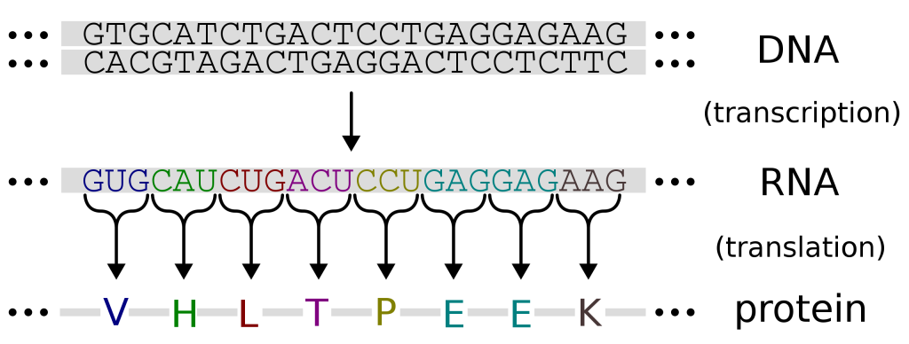 Schematic illustrating the process of DNA to RNA to protein with an eight codon/amino acid sequence.