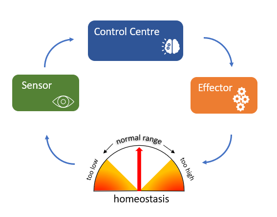 A flow diagram showing a generic negative feedback loop seen in homeostatic mechanisms.