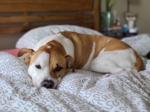 Mixed breed dog lying on bed looking at the camera