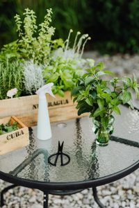 Vareity of garden plants on an outdoor table