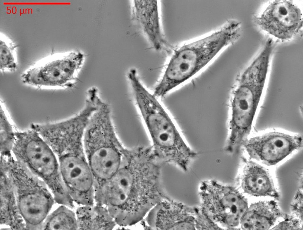 A photomicrograph showing a close-up of Hela cells grown as a monolayer. Nuclei and some indistinct subcellular structures are visible. A scale bar indicates the cells are about 40 micrometres in length.