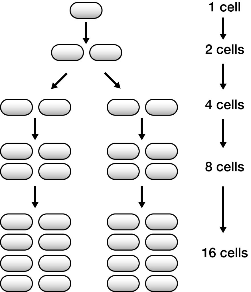 A stylised depiction of exponential growth in bacteria showing a doubling at each stage.