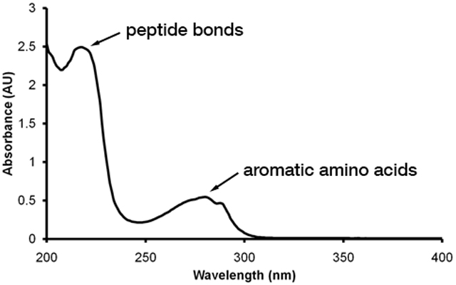 A graph showing a typical wavelength scan for a protein. Absorbance is shown on the y-axis and the wavelength can be seen on the x-axis. Two peaks are visible one at 260 nm (peptide bonds) and another at 280 nm (aromatic amino acids)