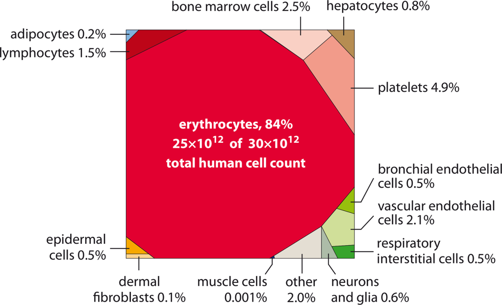 A figure showing the relative contribution of the major cell types tot the total number of cells in the human body. Erythrocytes are clearly seen as the most abundant with between 25 x 1012 to 30 x 1012 cells in total making up 84% of the total cell count. The next most abundant cell type are platelets which make up 4.9% of the total cell count.