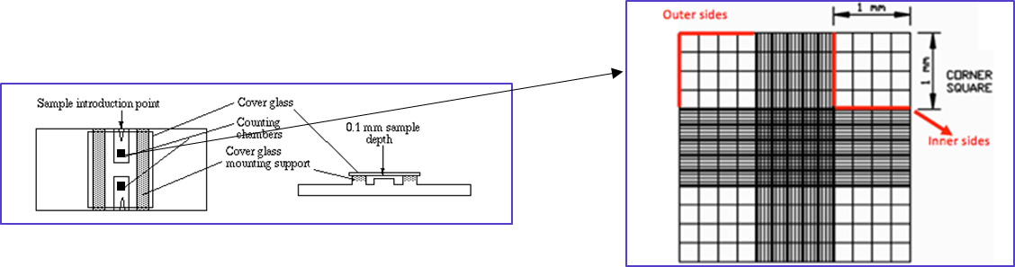 A diagram of the counting chamber of a haemocytometer demonstrating the 0.1 nm depth of the chamber with an expanded view of the surface of the counting chamber showing its dimensions.