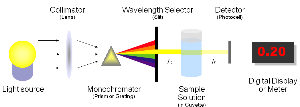 A diagram showing the basic scheme of how a spectrophotometer works. A light source shines light through a lens called a collimator which focuses light through a monochromator (depicted as a prism) which diffracts light into different wavelengths. This light then passes through a slit so only light of a specific wavelength can pass through. This light is then passes through the sample and the amount of light transmitted can be detected by a photocell.