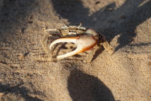 Photograph of a small fiddler crab on sand, holding up it's large claw defensively