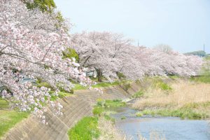 Trees in Spring