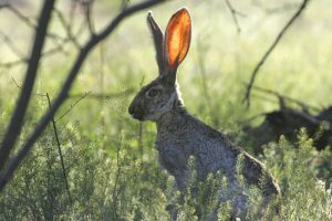 Medium shot of a jack rabbit with its ears up listening