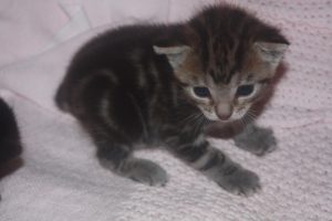 Kitten