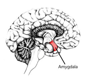A black and white image of the cross section of a human brain, with the amygdala coloured red. The amygdalae are the almond shaped brain structures on either side of the brain hemisphere that help regulate emotion.