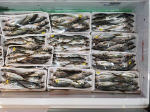 A view into a freezer containing 12 packages of mackrel fish. Each package contains approximately 10 fish. They are packaged for consumption at a grocery store