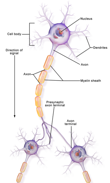 Illustration of a neuron showing the cell body with nucleus and dendrites, axons, myelin sheath, presynaptic axon terminal and axon terminal. The direction of signal goes from the cell body to the axon terminals.