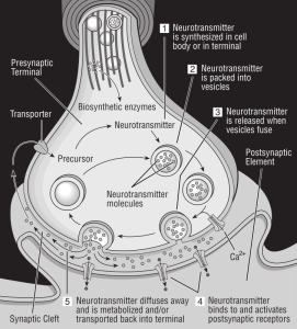 Diagram illustrates how the neurotransmitter is synthesized in a cell, packed into vesicles, binds to and activates postsynaptic receptors, and then diffused away and metabolized or transported back into terminal