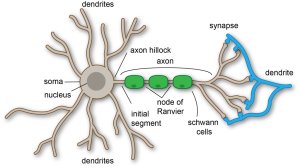 Drawing of the anatomy of a neuron, showing soma, nucleus, dendrites, axon hilock, initial segment, axon, node of Ranvier, schwann cells, and synapse